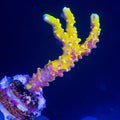 RR Grafted Anacropora