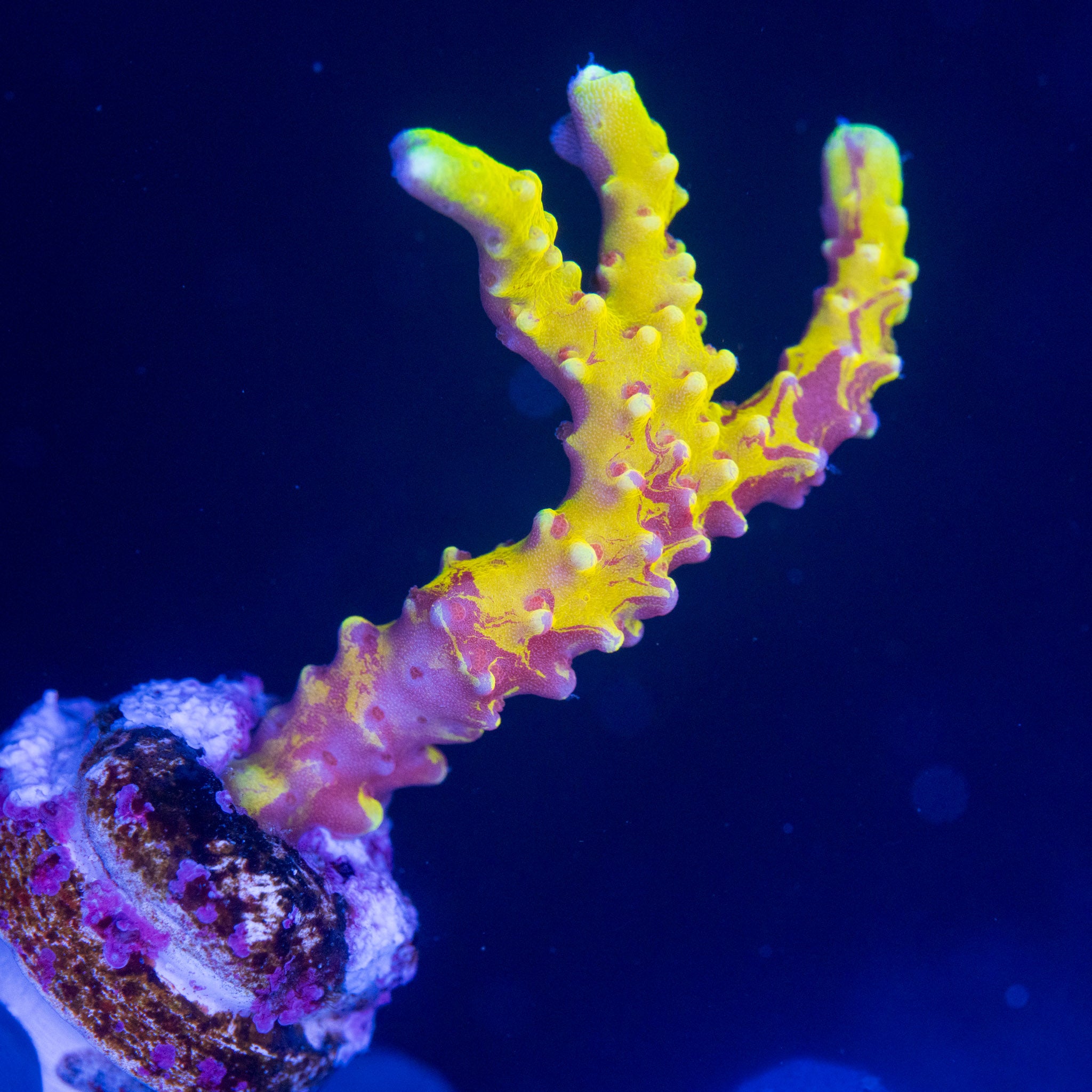RR Grafted Anacropora
