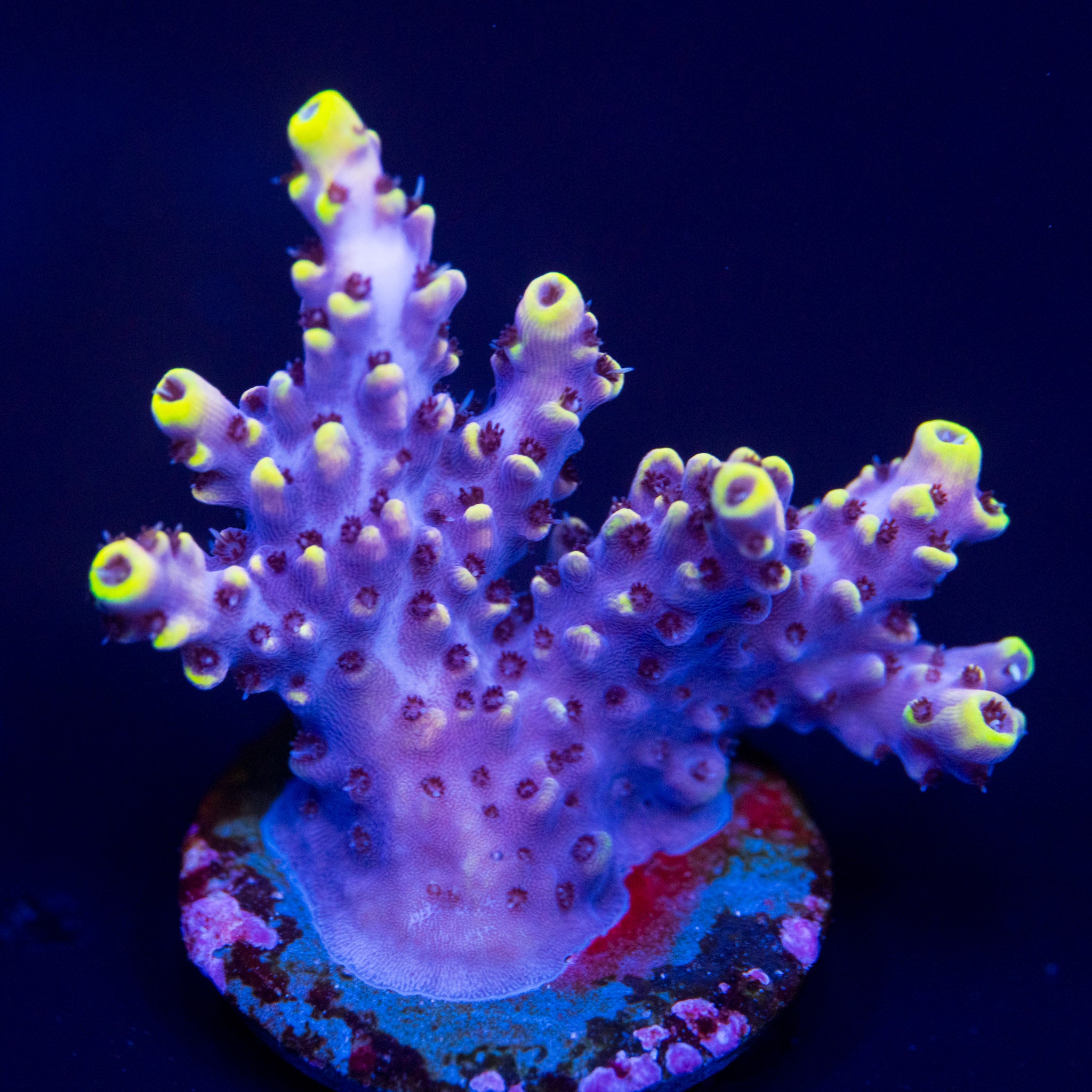 DSC01805_a4dada17-39d8-4947-