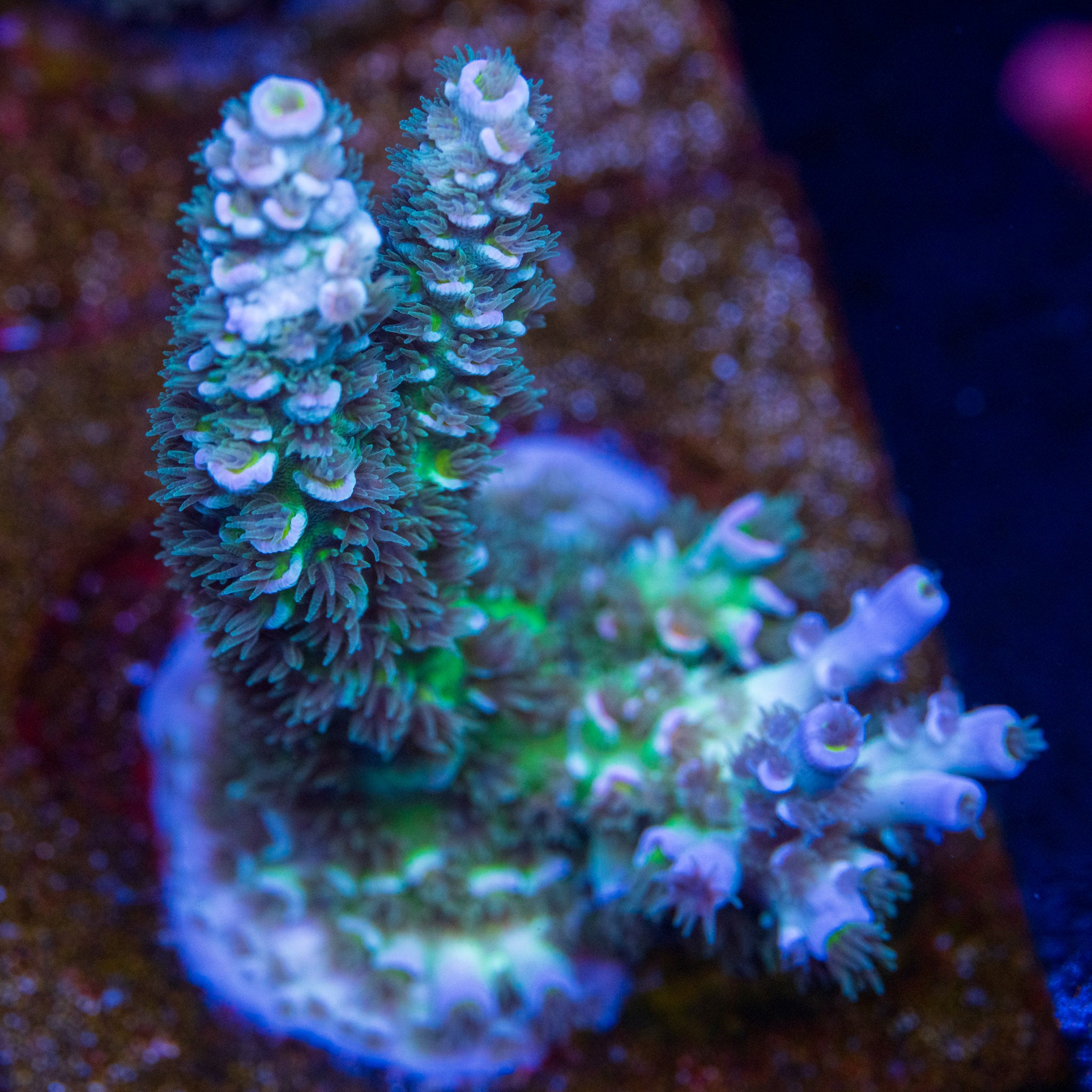 TC Arctic Halo