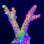 PC Rainbow
