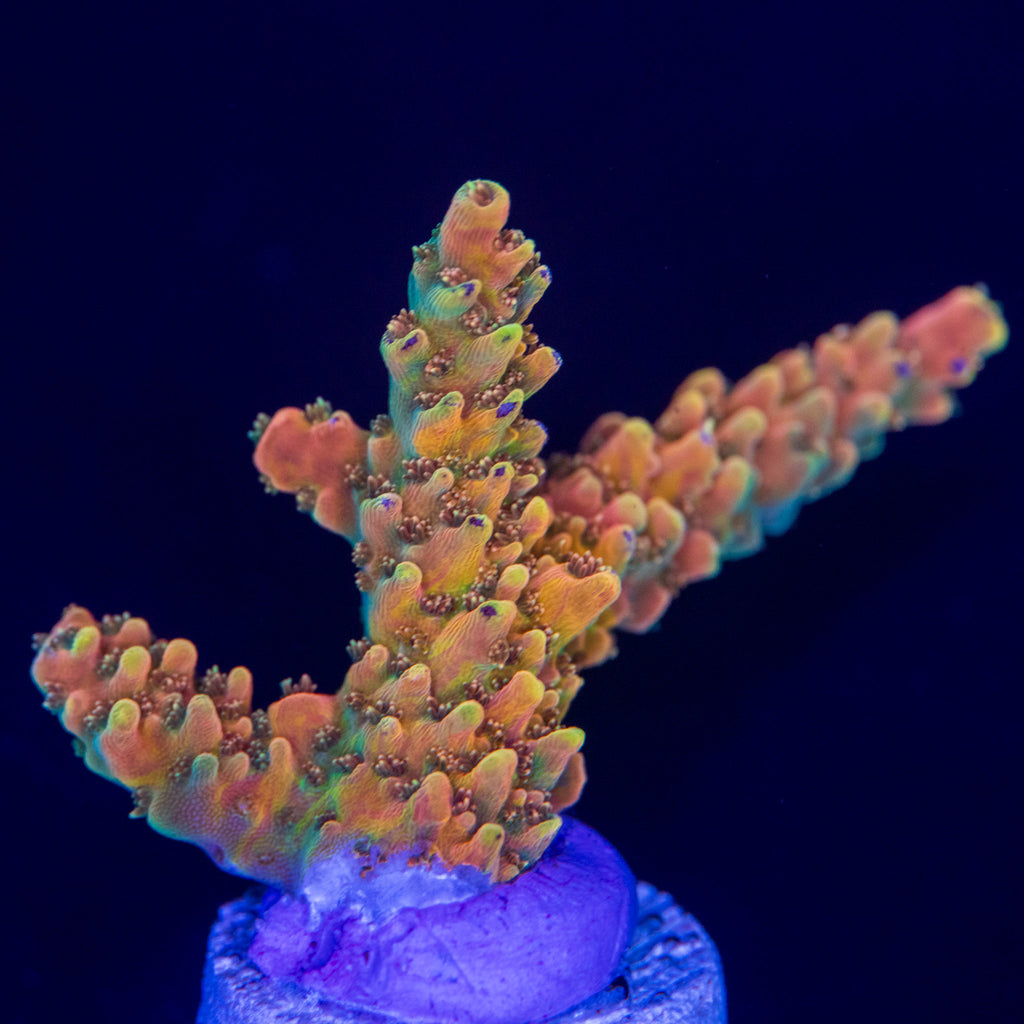TGC Orange Creamsicle