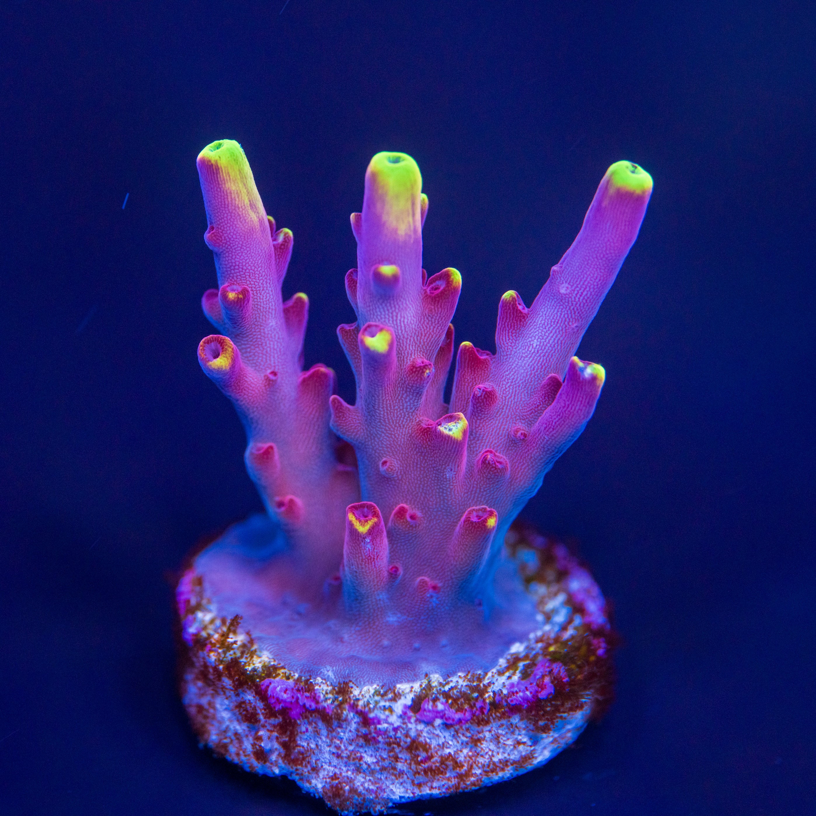 Treasure Corals - Toronto Premier Coral Farm