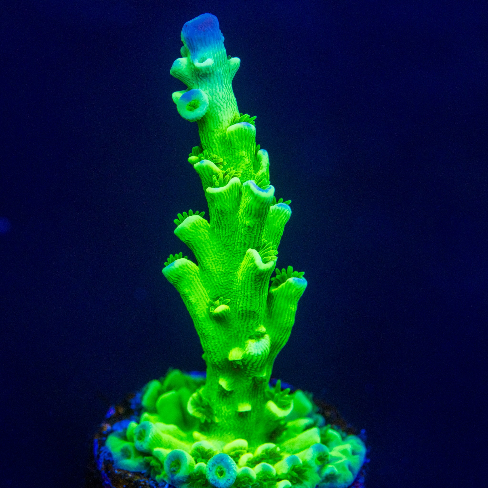 TC Northern Lights