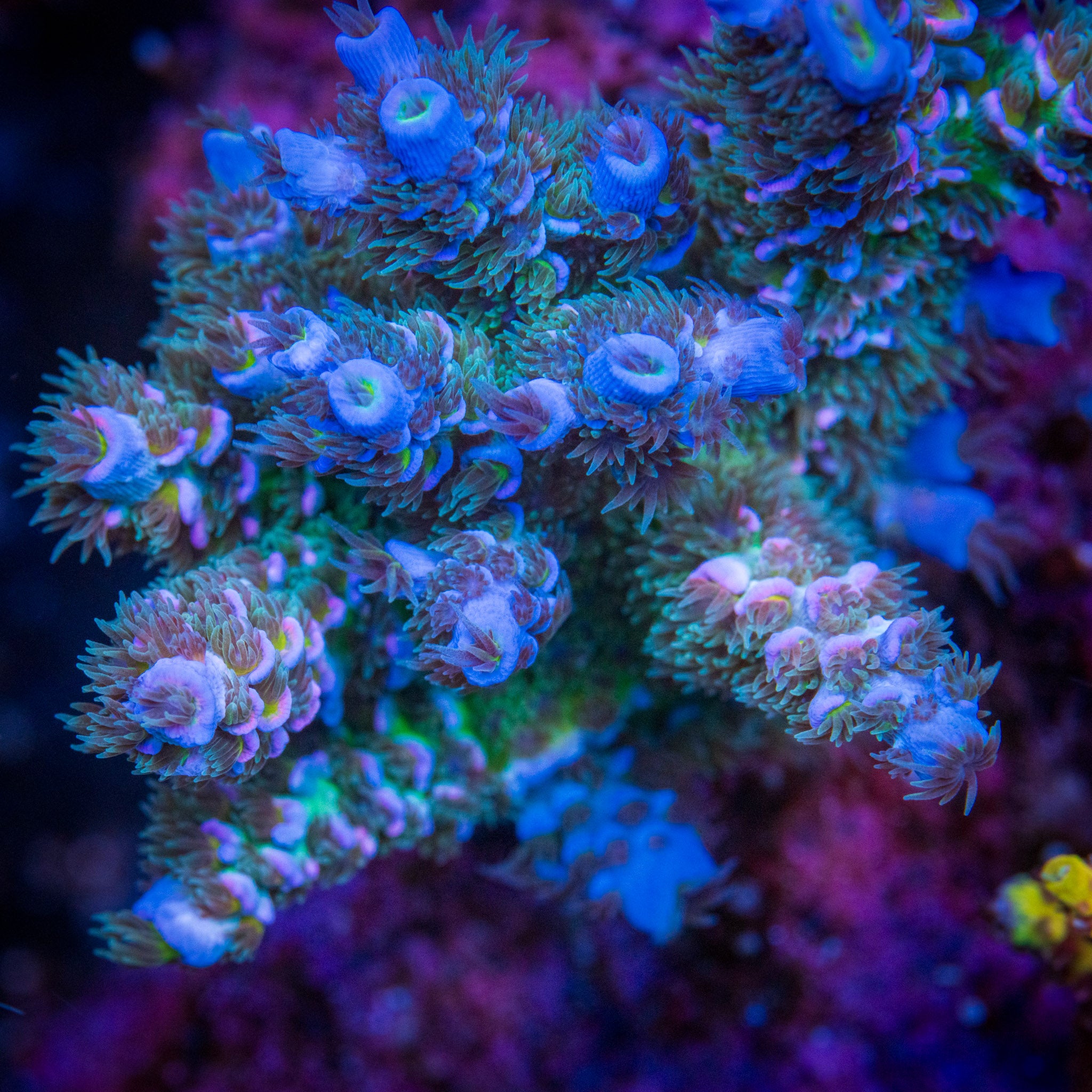 Buy Aquacultured Corals Online in Canada | Treasure Corals Toronto