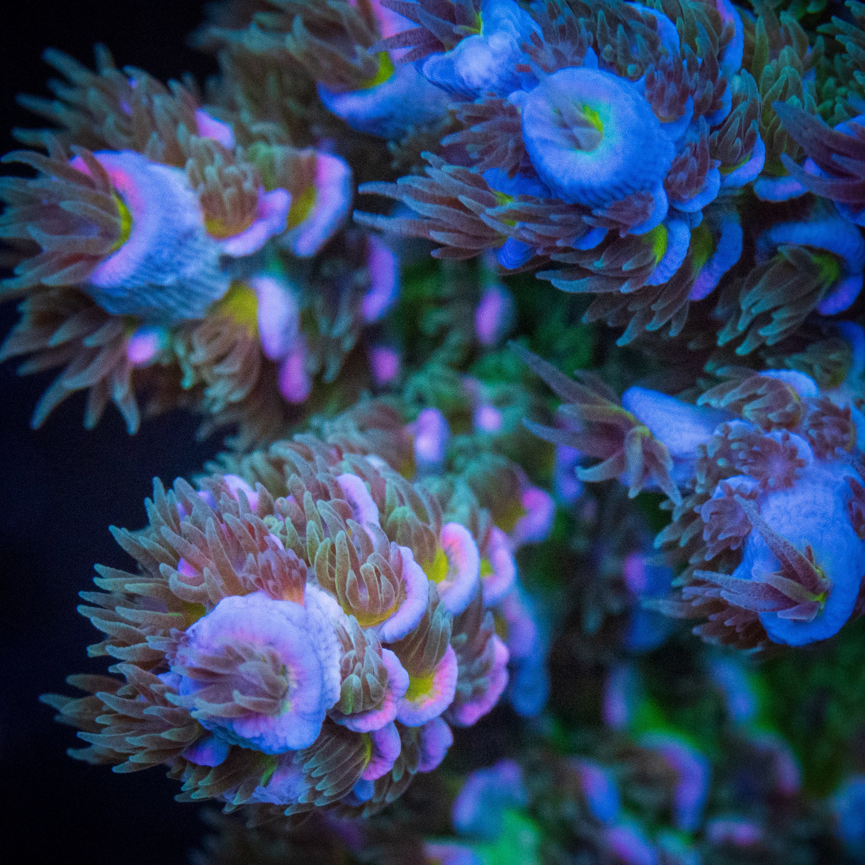 Buy Aquacultured Corals Online in Canada | Treasure Corals Toronto