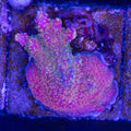 Bubblebath Unicorn Acropora colony under blue aquarium lighting at Treasure Corals