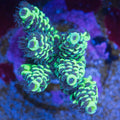 TC Teal Zeal