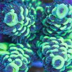 TC Teal Zeal