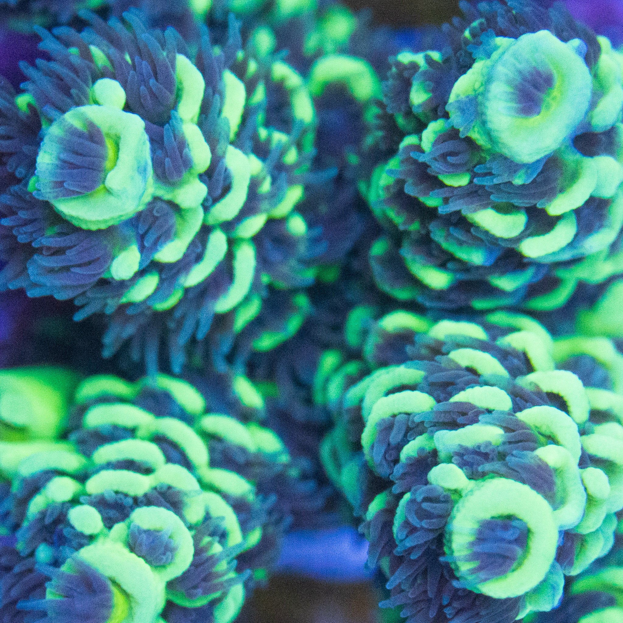 TC Teal Zeal