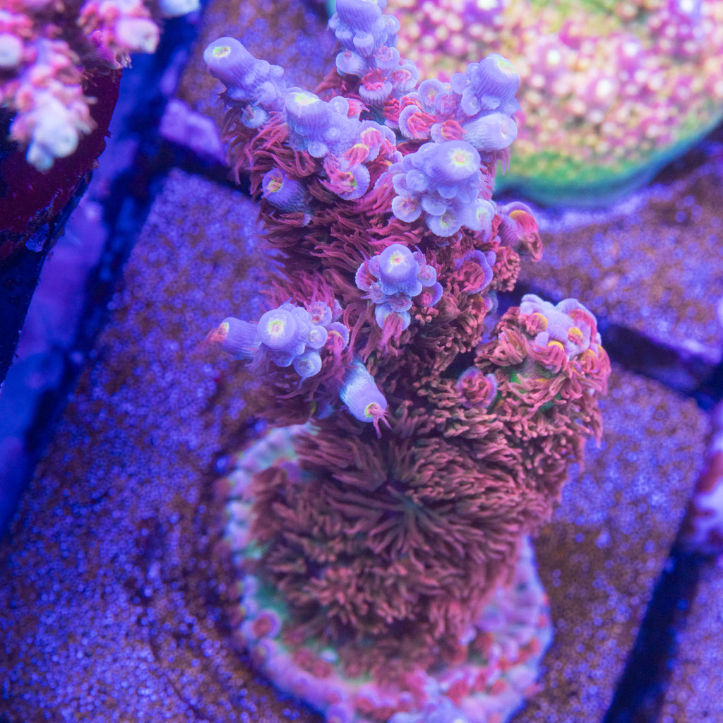 Mardi Gras Acropora with lavender-blue corallites and pink polyps under blue aquarium lighting at Treasure Corals