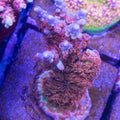 Mardi Gras Acropora with lavender-blue corallites and pink polyps under blue aquarium lighting at Treasure Corals