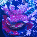 ARC Magic Dragon WYSIWYG #1 4-inch Acropora colony under blue aquarium lighting