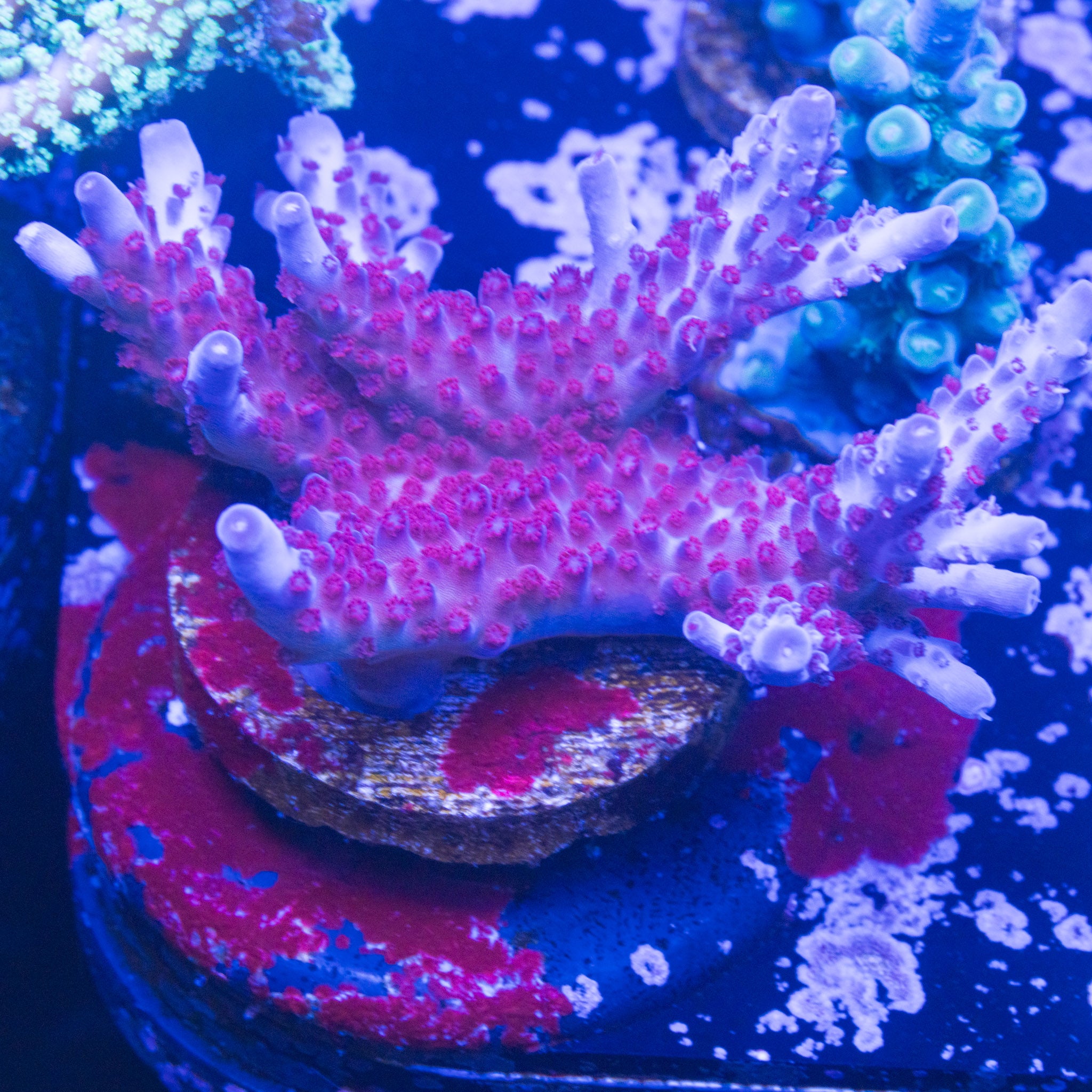 ARC Magic Dragon WYSIWYG #1 4-inch Acropora colony under blue aquarium lighting