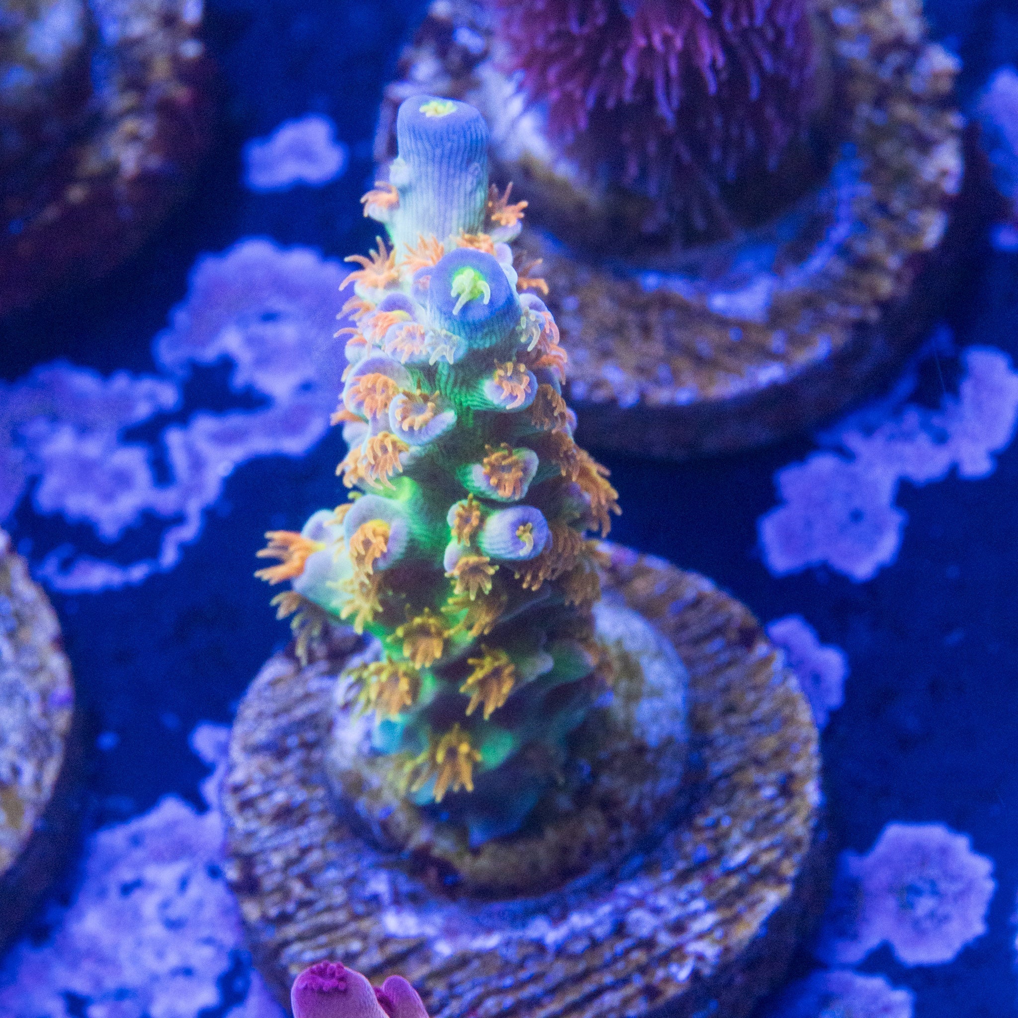 Orange Passion OG WYSIWYG #1 Acropora frag under blue aquarium lighting