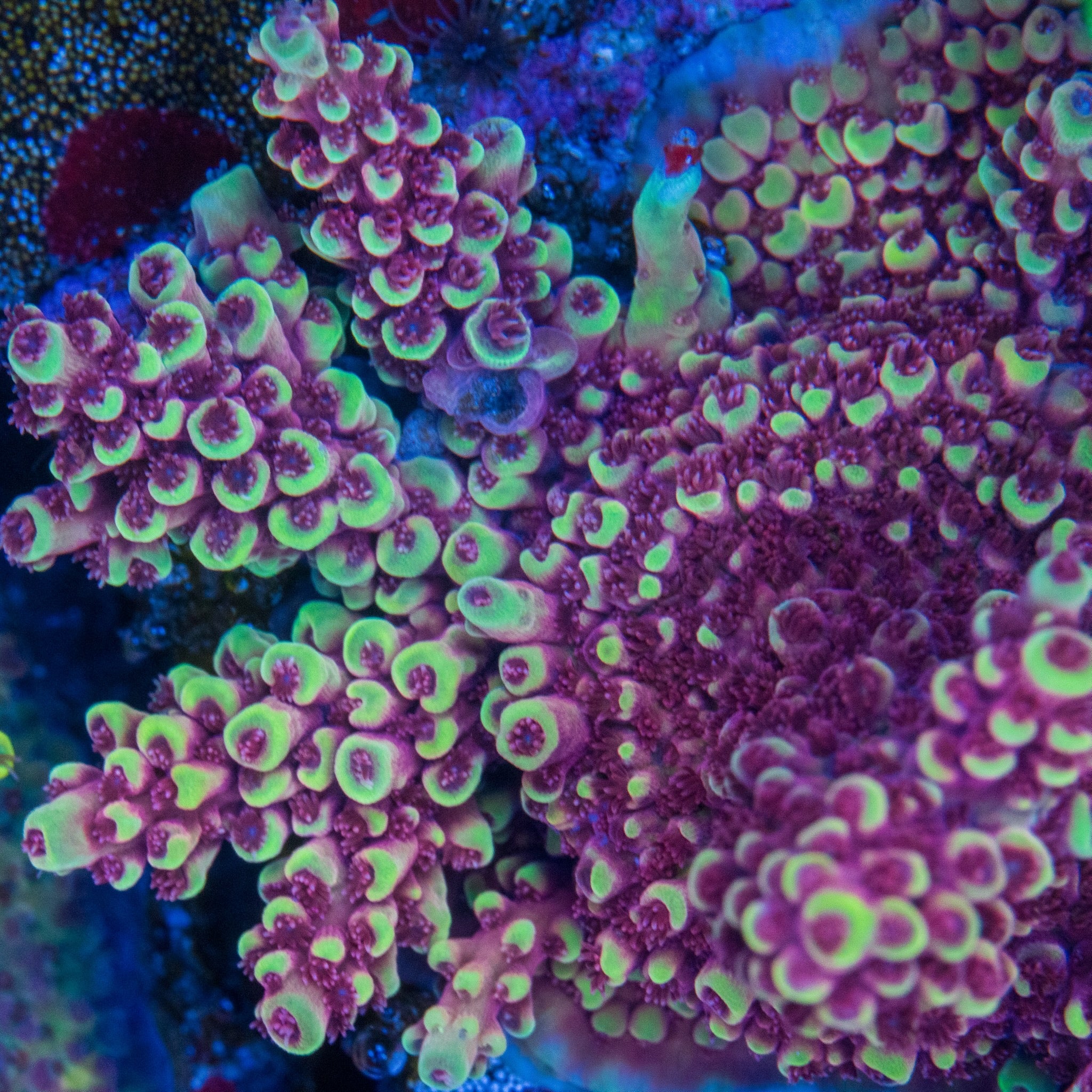Holy Grail – Treasure Corals
