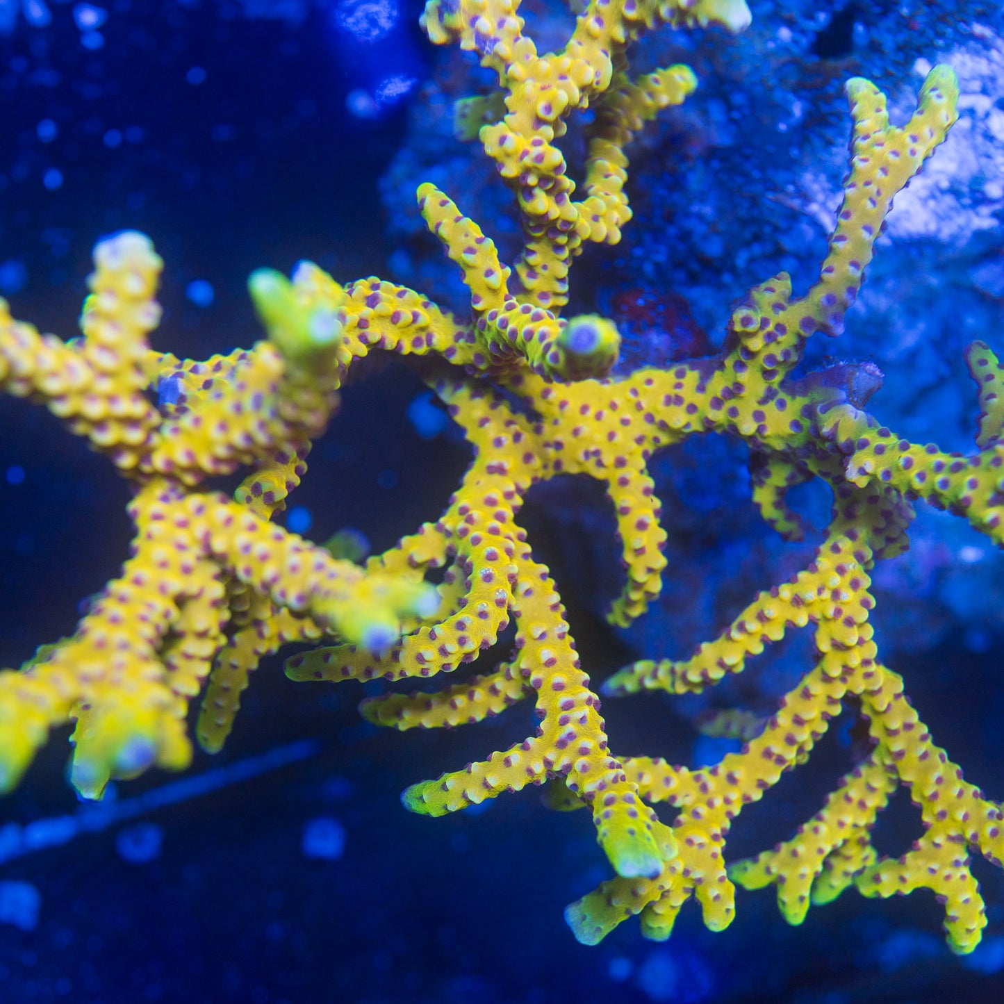 Goldenrod Anacropora