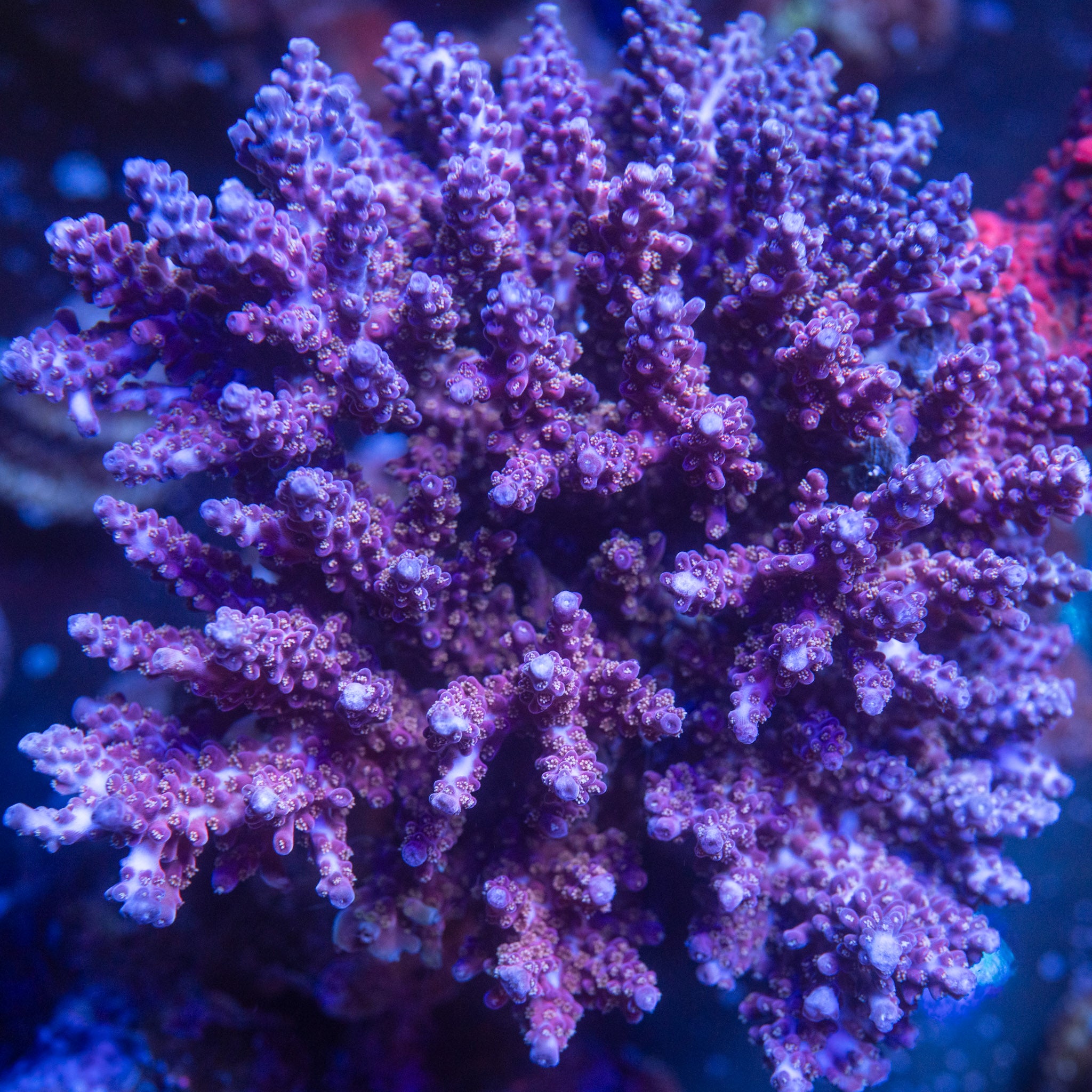 TC Cosmic Candy
