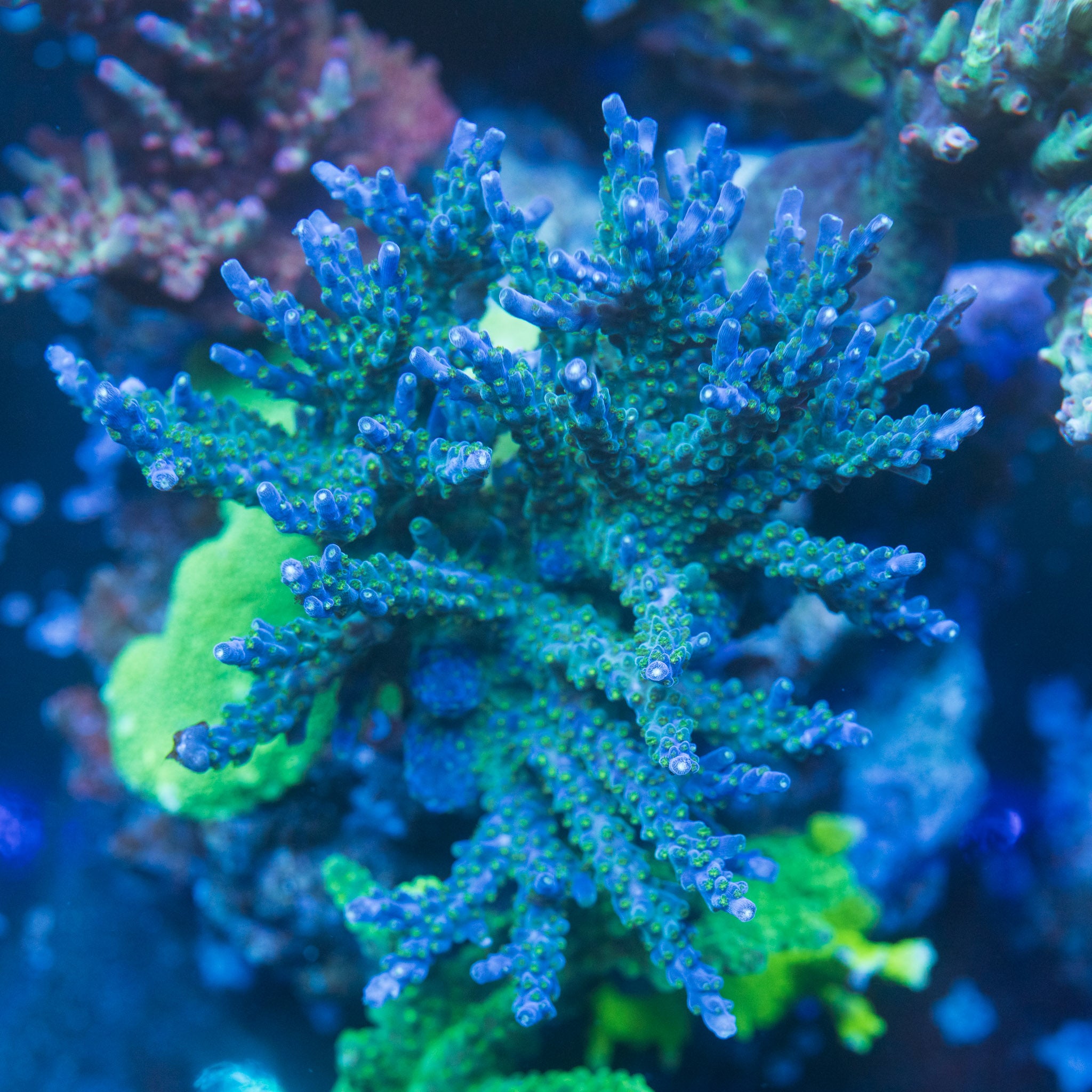 Tricolor Valida