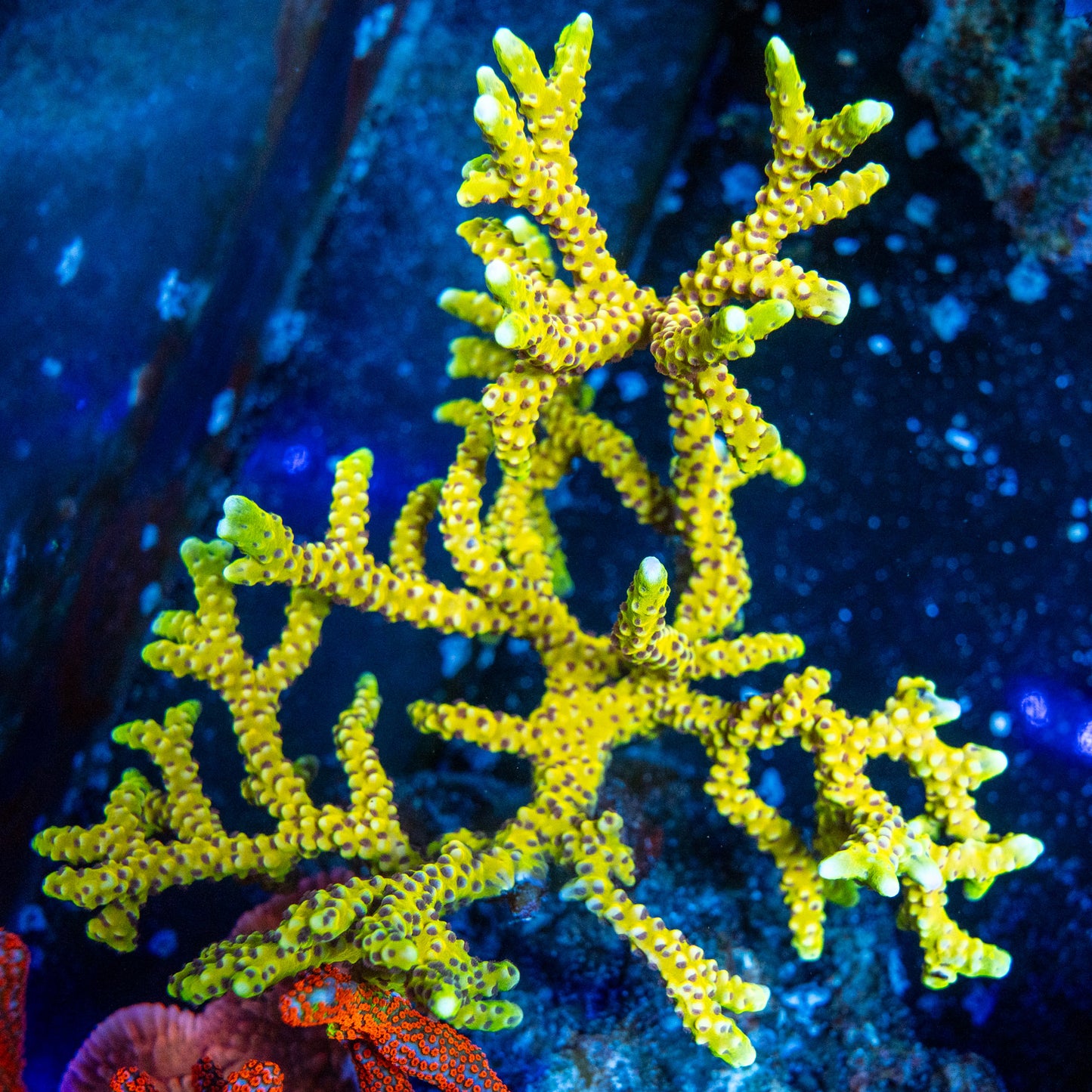 Goldenrod Anacropora