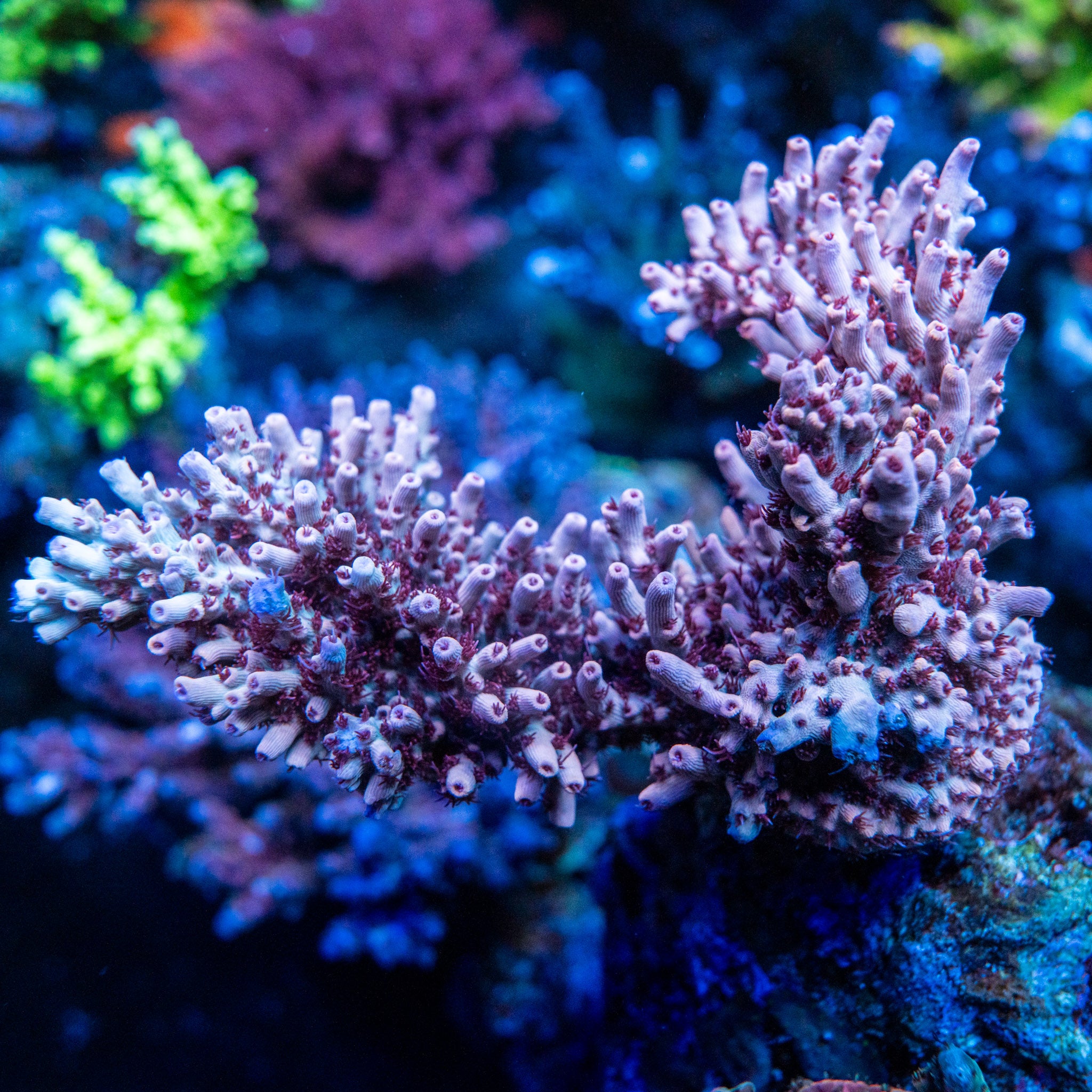 Wildfire Acro