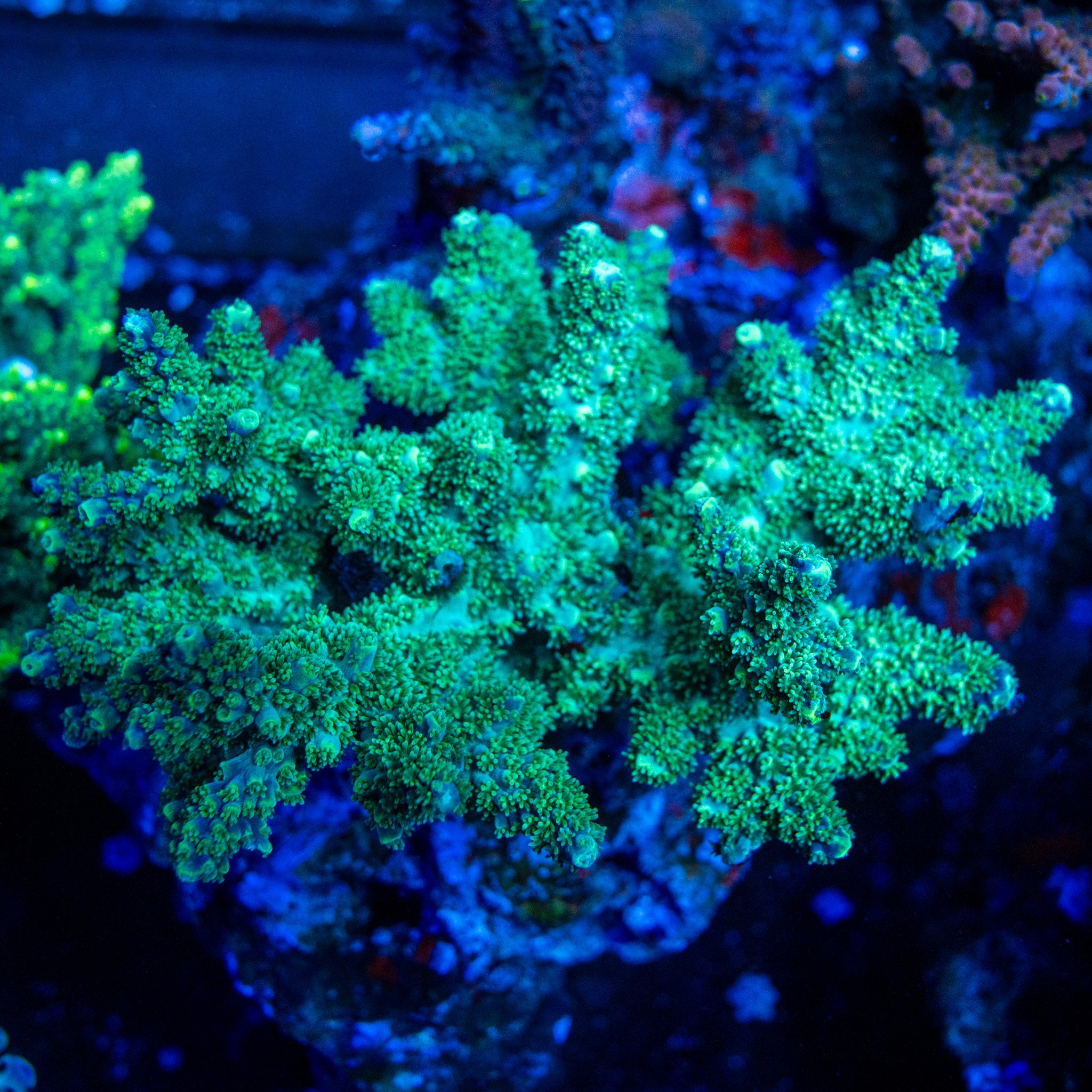 TC Autumn Blaze – Treasure Corals