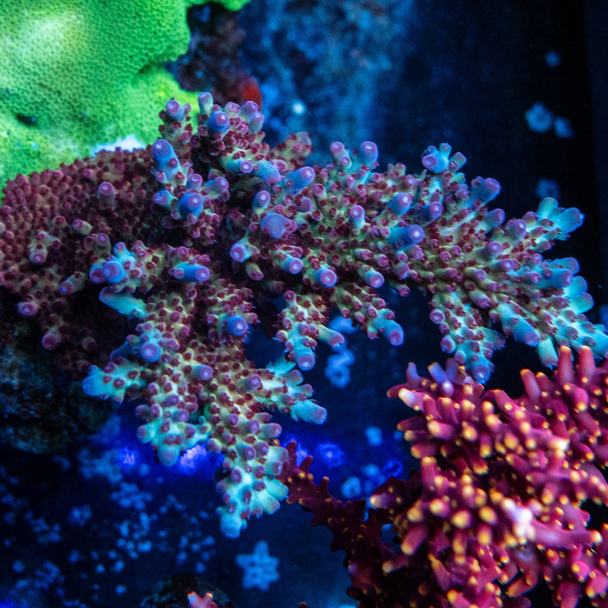 Rainbow Delight Acro – Treasure Corals