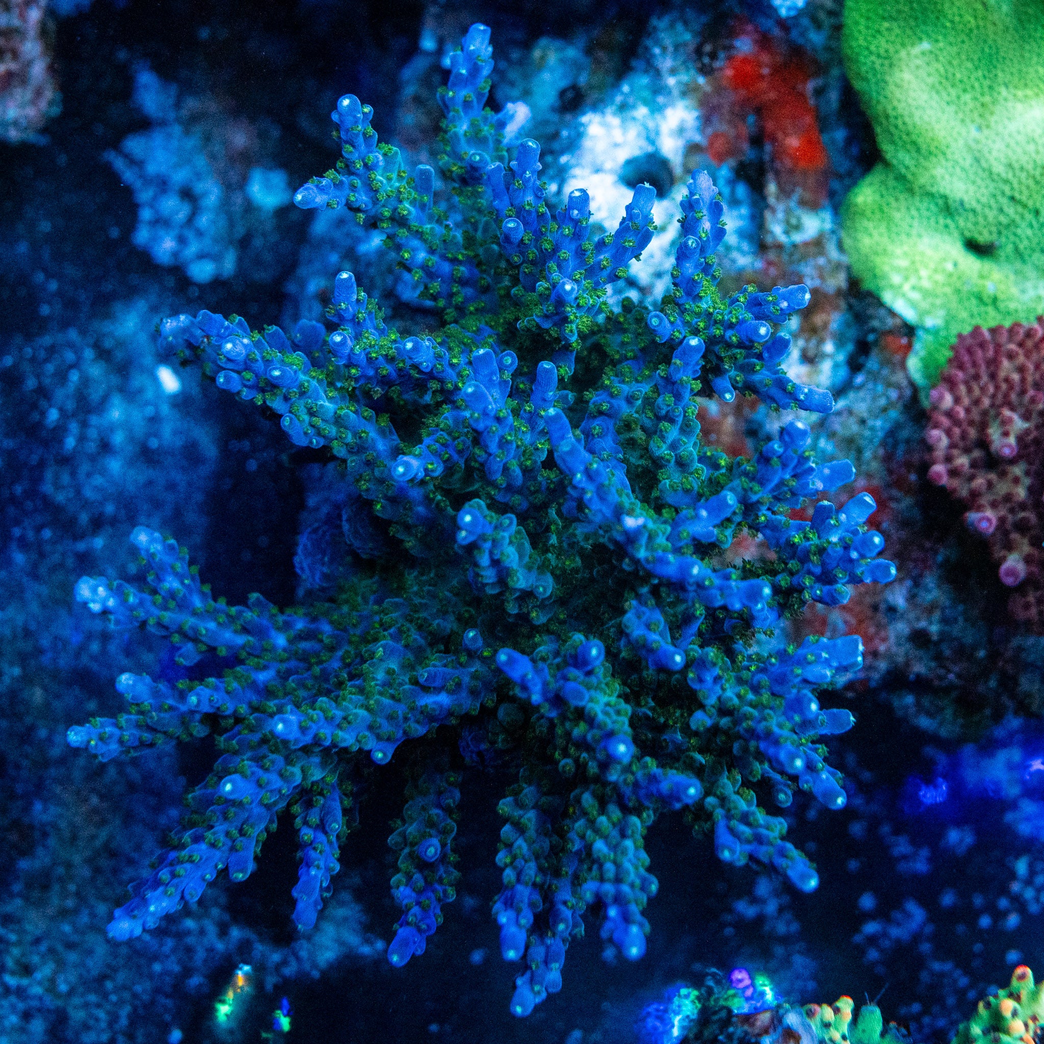 Blueberry Wine Acro