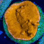 Tangelo Psammacora