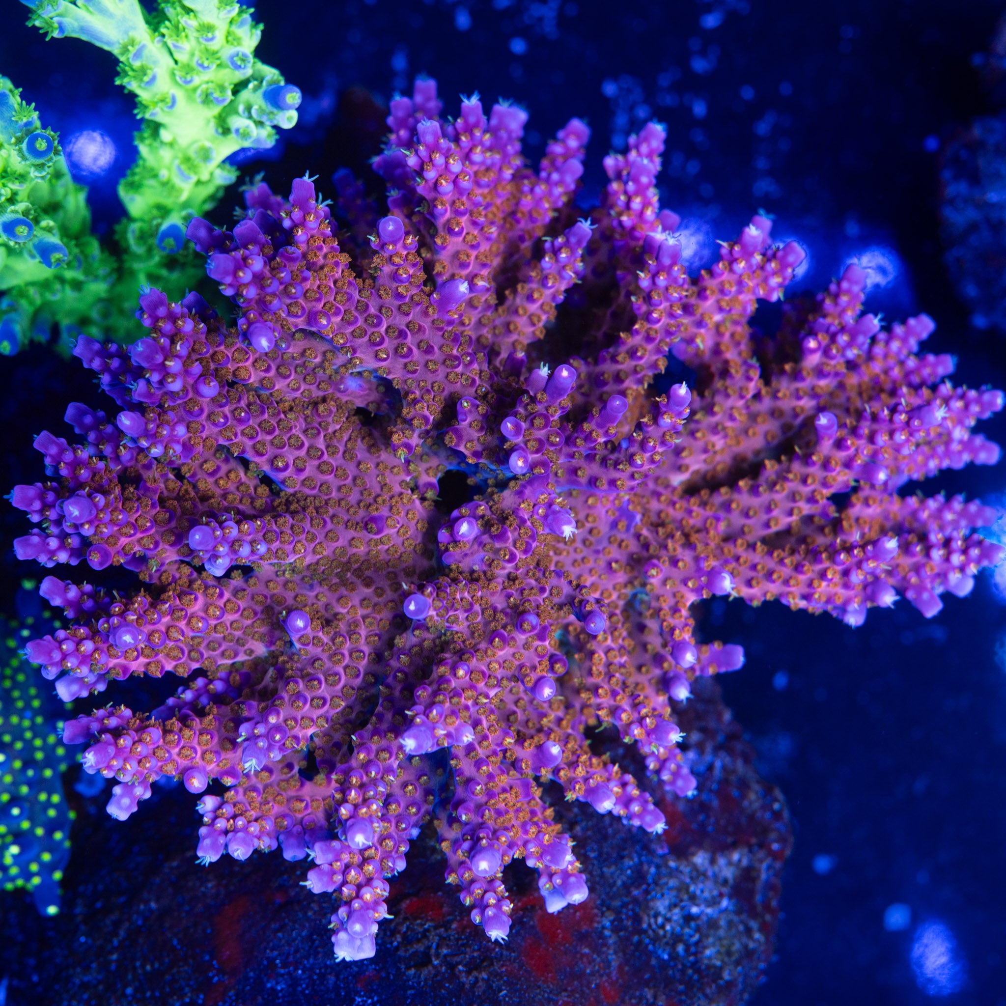 TC Space Laser – Treasure Corals