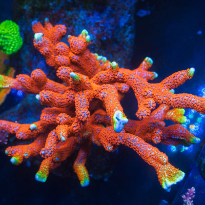 Branching & plating SPS