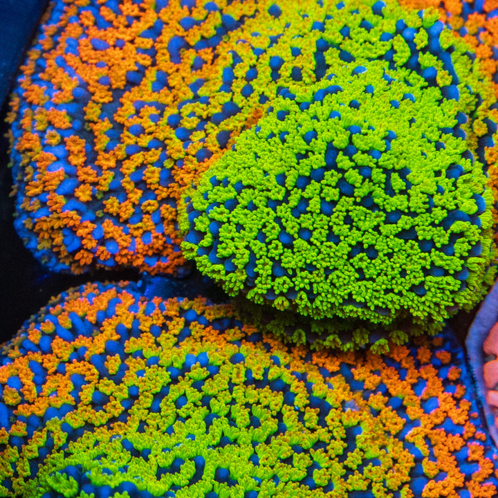 Encrusting Montipora