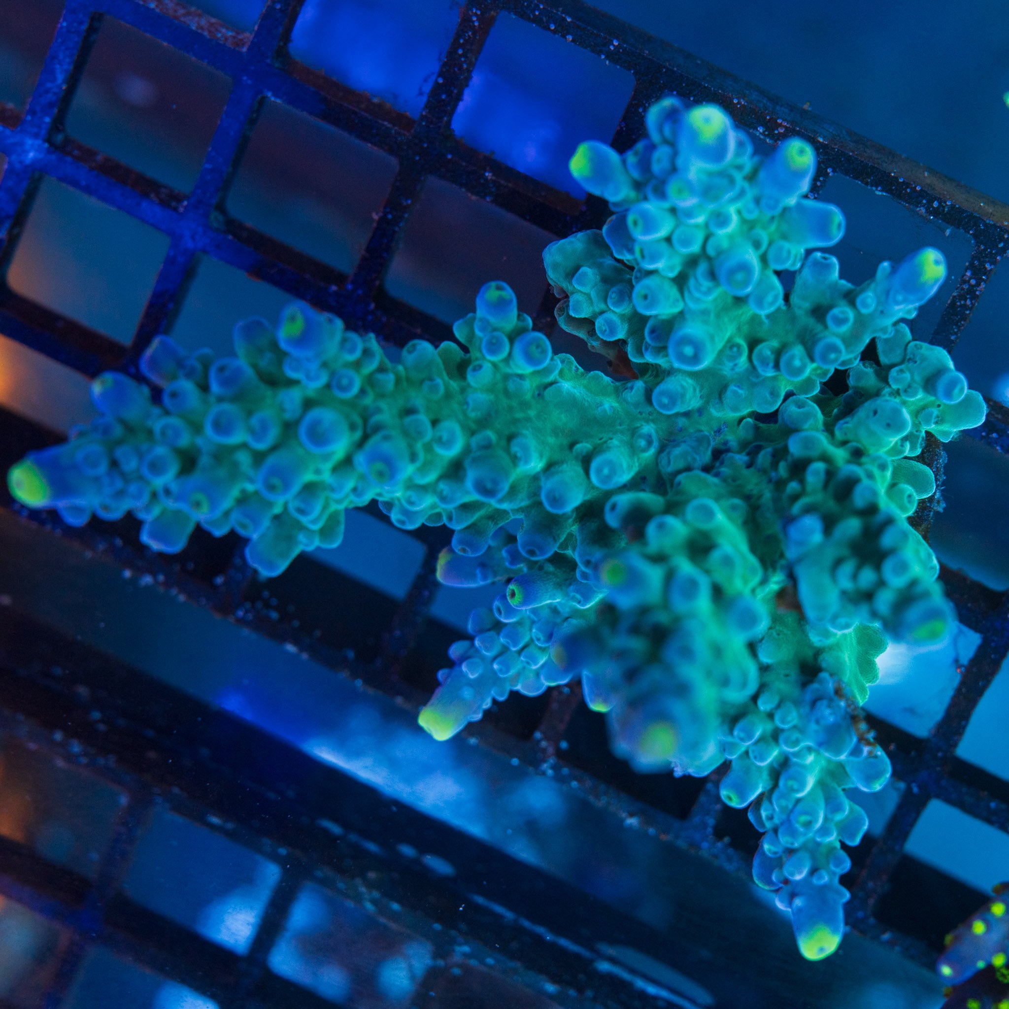 WWC Yellow Tips Acro