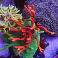 Red Branching Monti