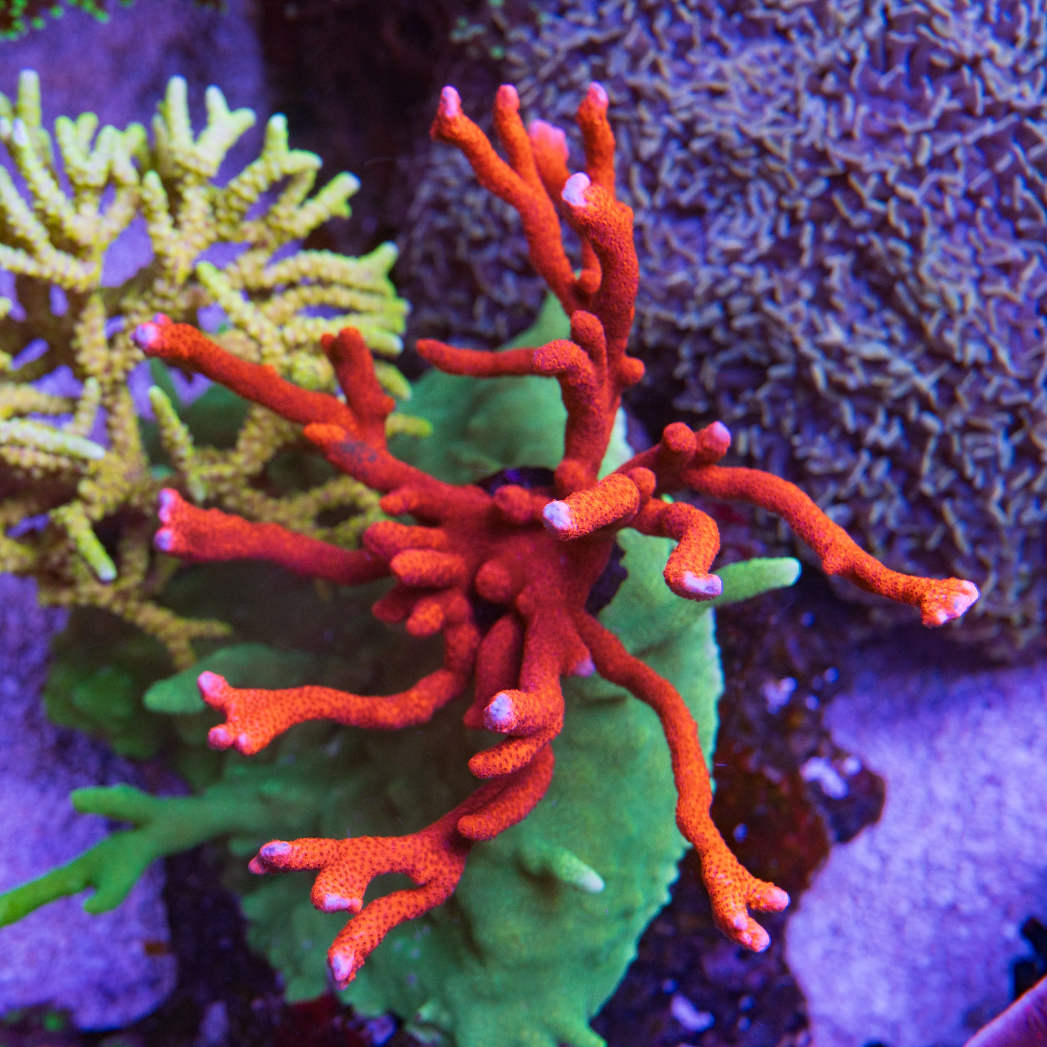 Red Branching Monti