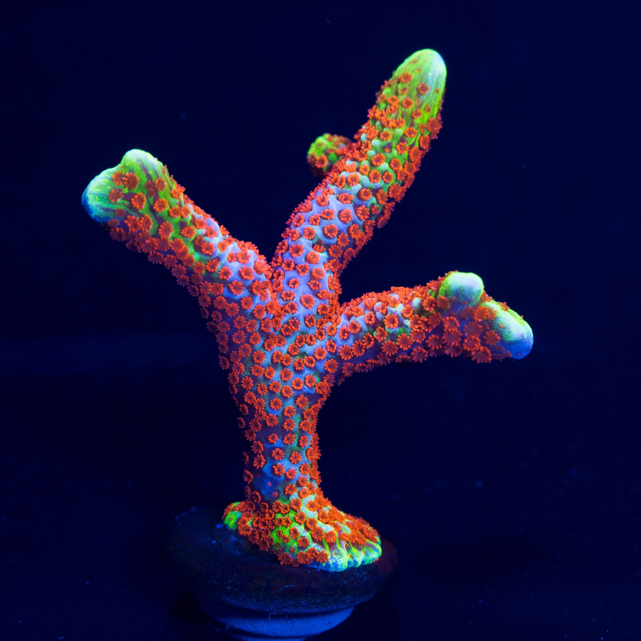 Forest Fire Digitata