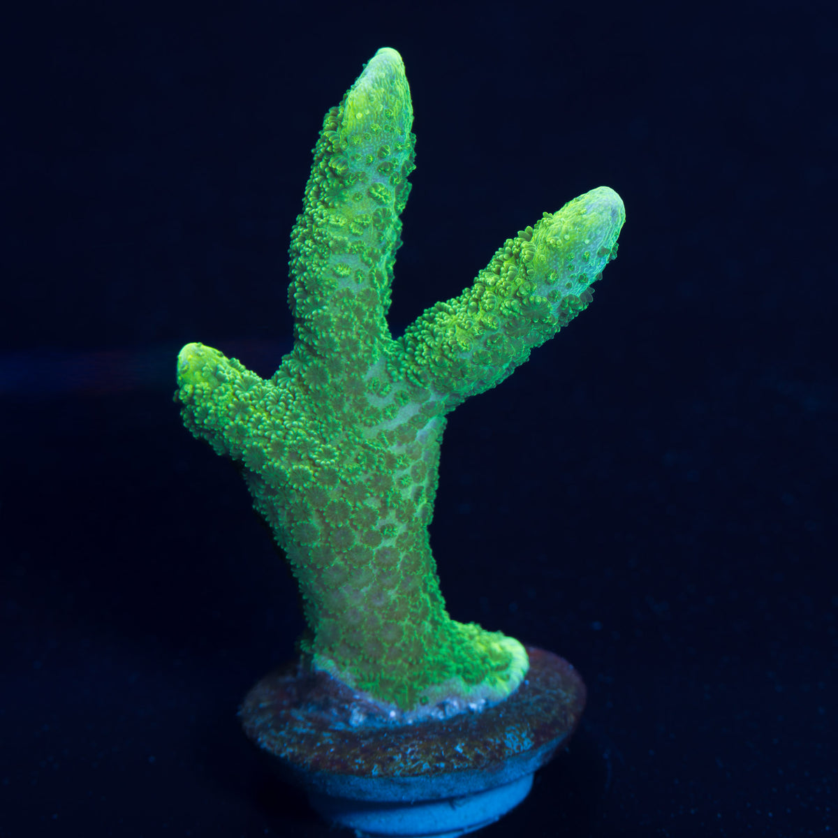 Green Branching Monti – Treasure Corals