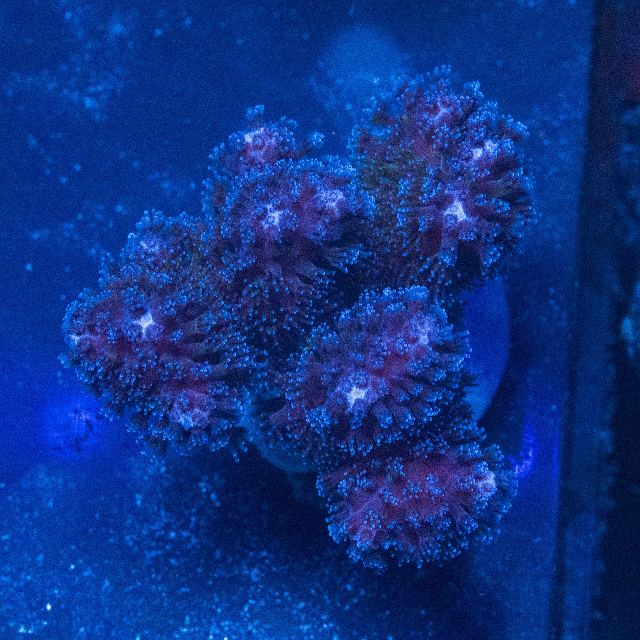 Purple Stylo