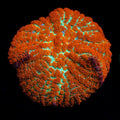 Forest Fire Mushroom