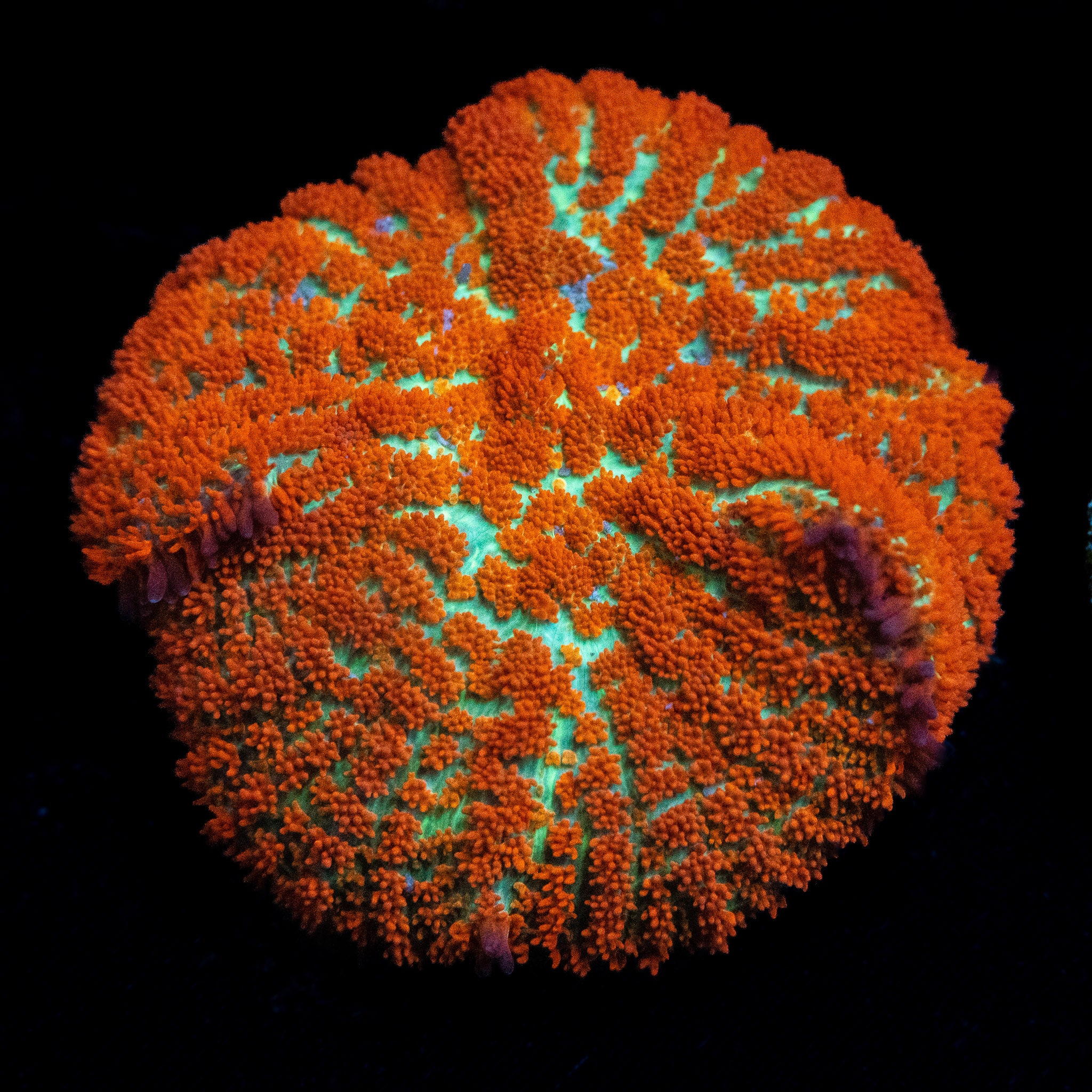 Forest Fire Mushroom