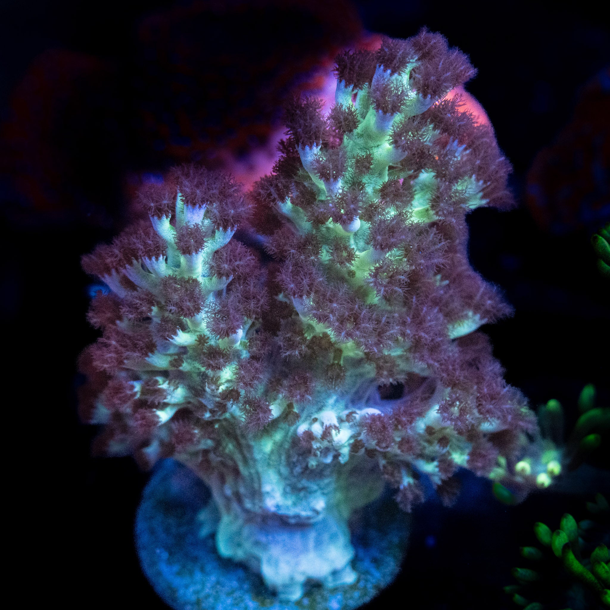 Dr Fuzzy Nepthea