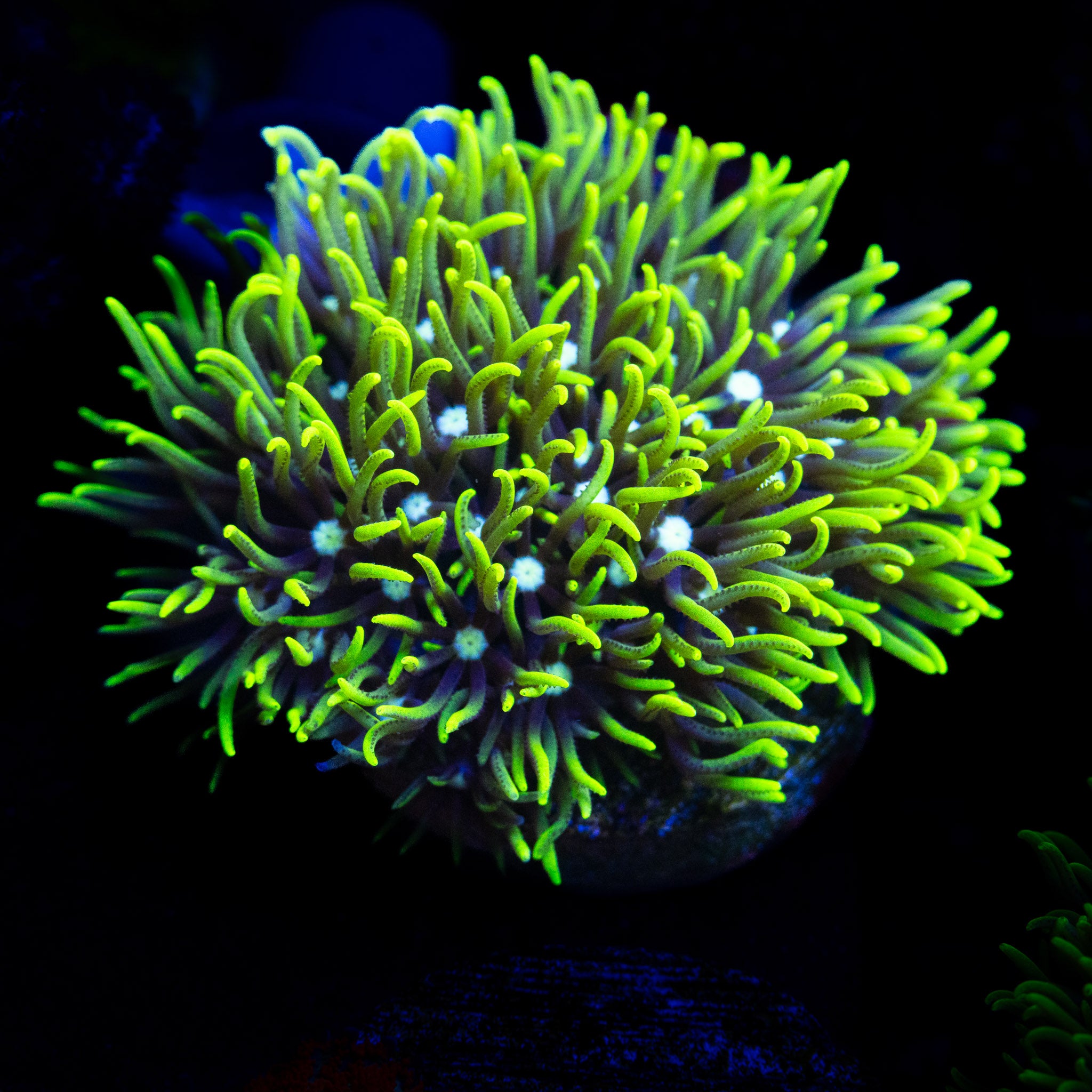 Green Star Polyps