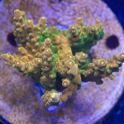 Golden Jawdropper