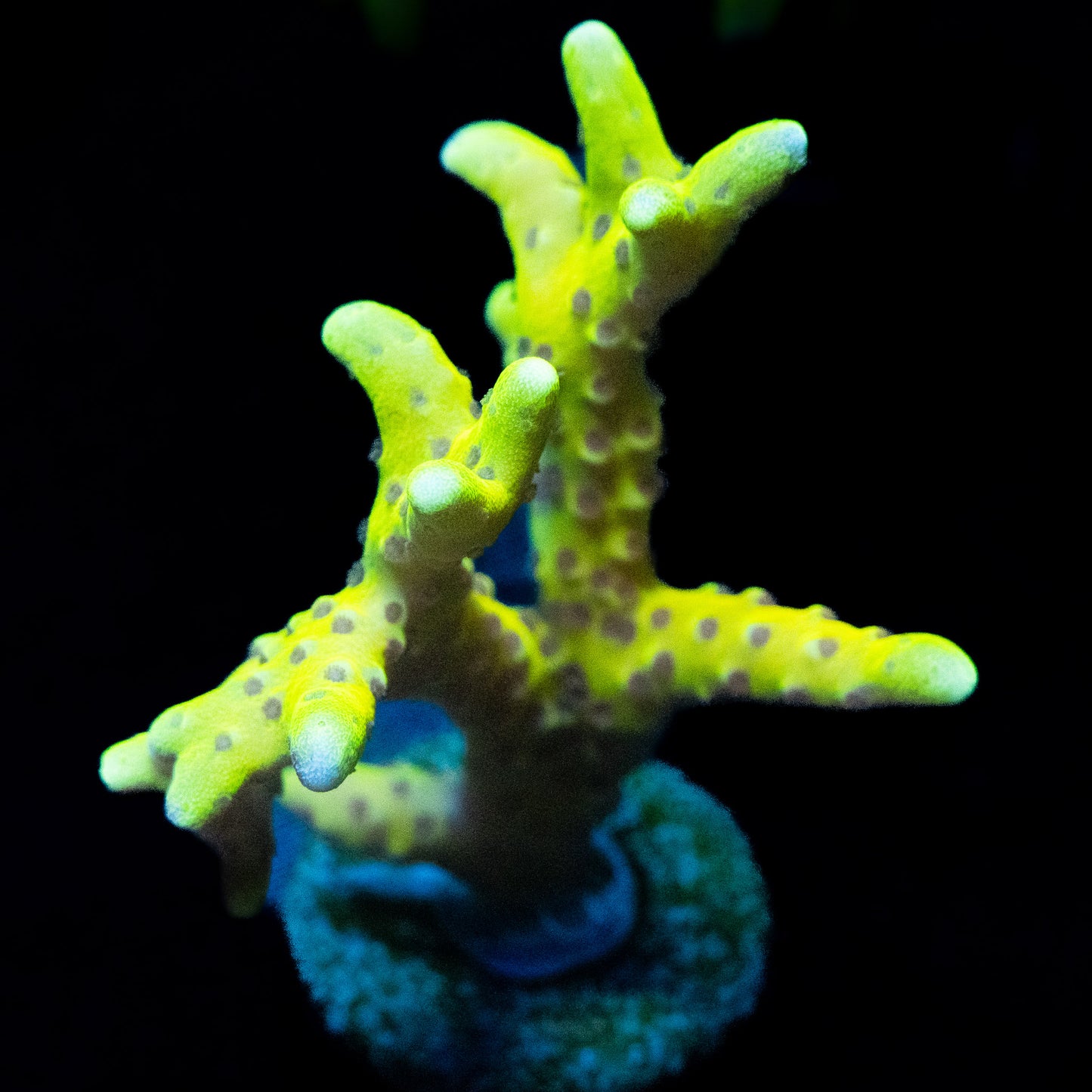 Goldenrod Anacropora