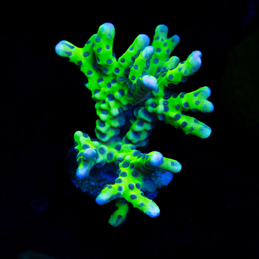 Green Goblin Anacropora