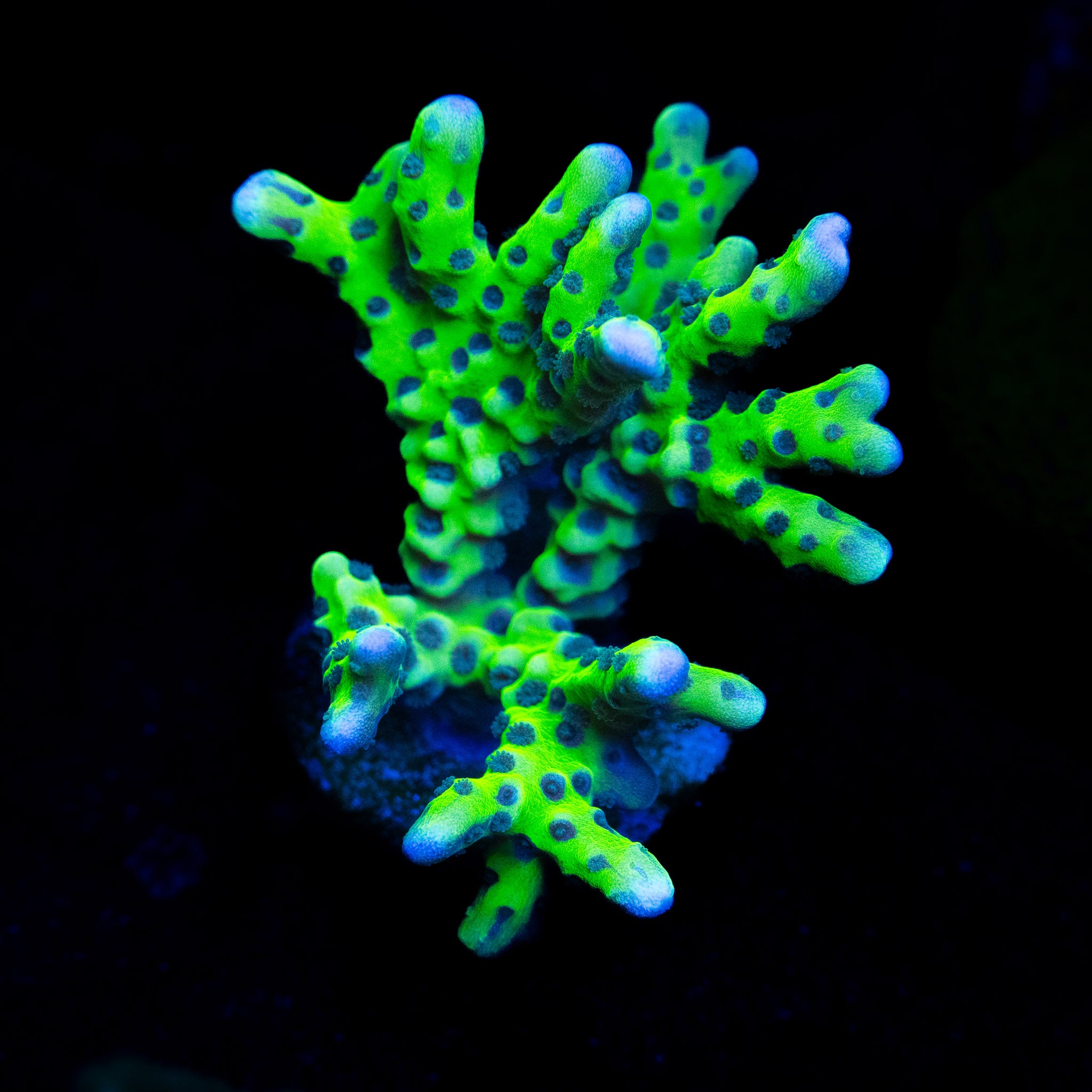 Green Goblin Anacropora