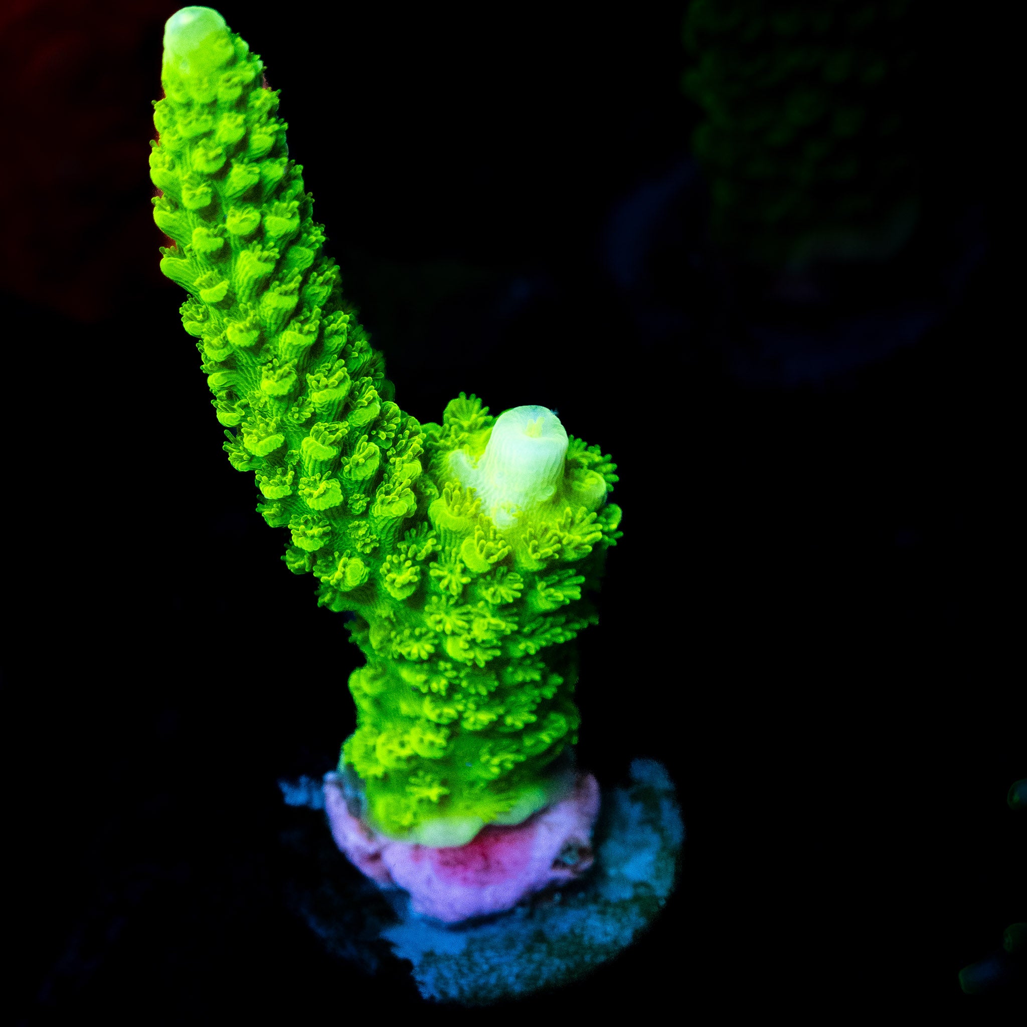 Bali Green Slimer