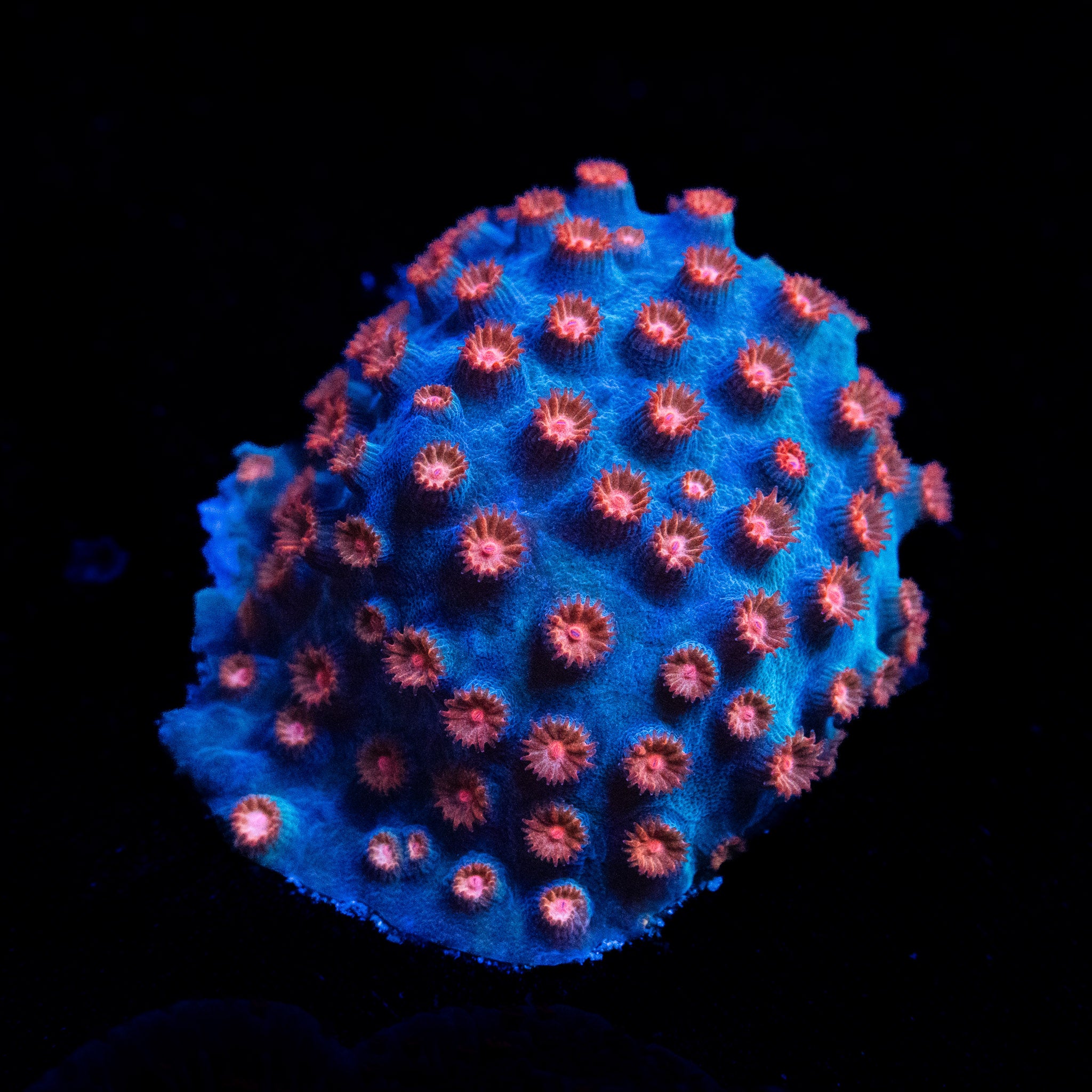 Meteor Shower Cyphastrea