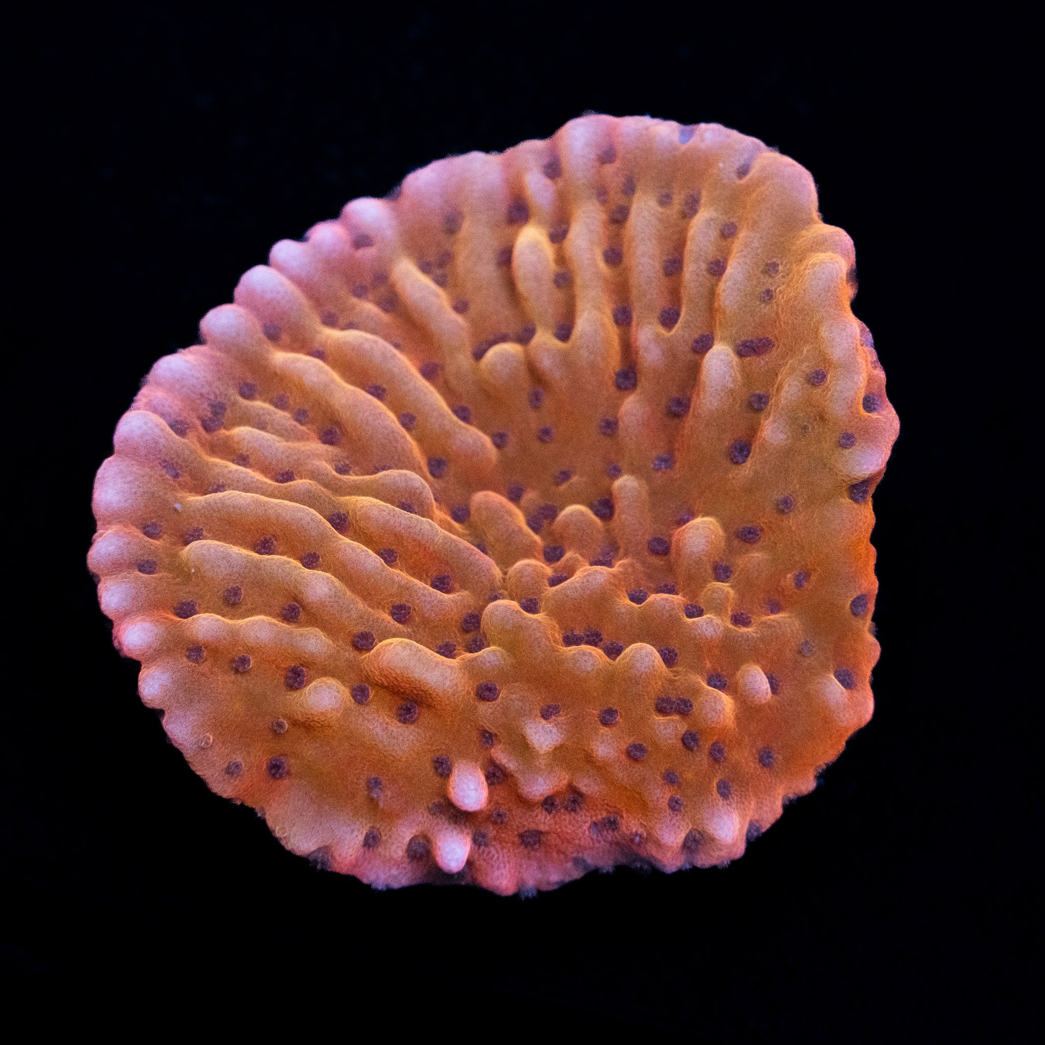 Nauti Spiral Monti