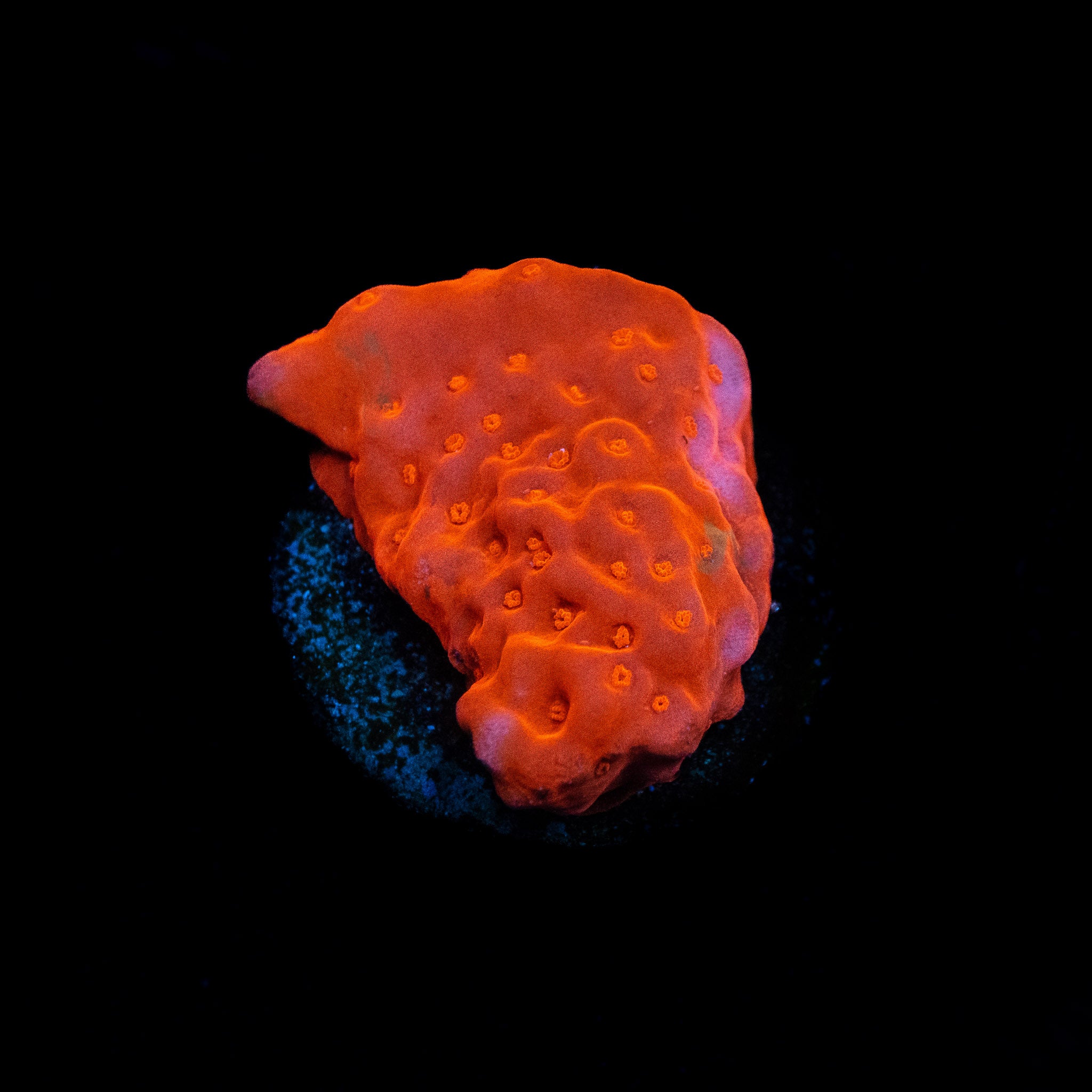 Red Hot Setosa